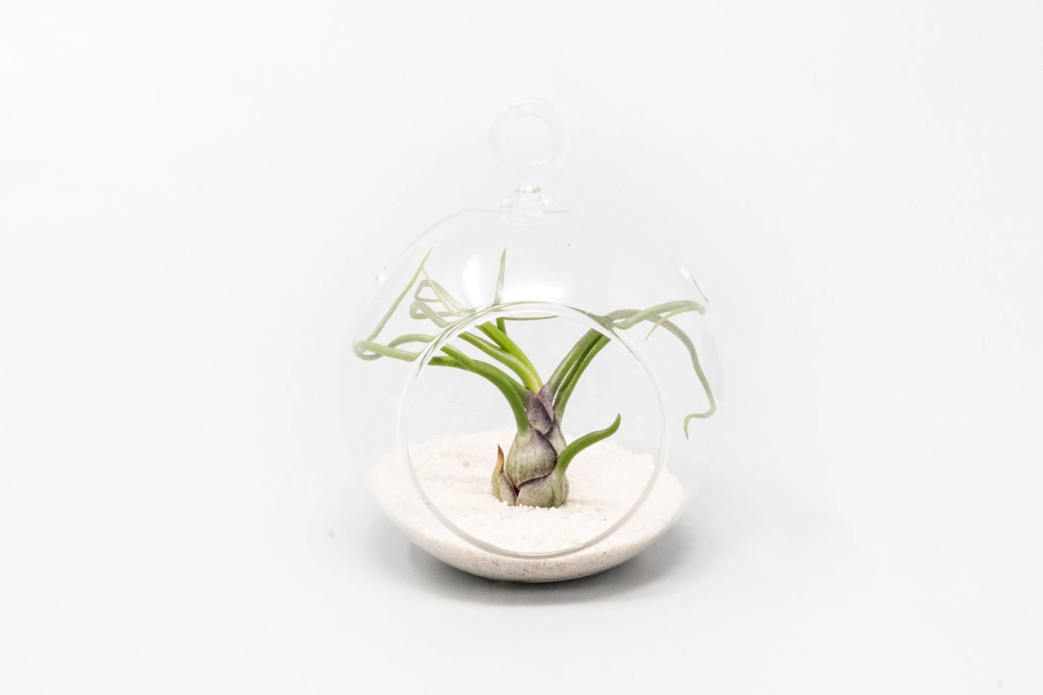 Mini Hanging Flat Bottom Beach Terrariums With White Or Black Sand 4 Mini Hanging Flat Bottom Beach Terrariums With White Or Black Sand - Image 4