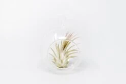 Mini Hanging Flat Bottom Glass Terrariums With Assorted Tillandsia Air Plants -Air Plant World Tillandsia Air Plant Terrarium Kit 75
