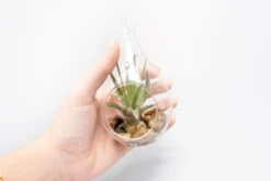 SALE - Set Of 3 Airy Teardrop Terrariums With Flat Bottoms -Air Plant World Tillandsia Air Plant Terrarium Kit 8