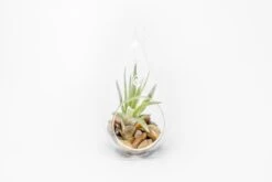 SALE - Set Of 3 Airy Teardrop Terrariums With Flat Bottoms -Air Plant World Tillandsia Air Plant Terrarium Kit 9