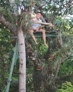 Large Tillandsia Fasciculata Tricolor Golden Torch Air Plants -Air Plant World Tillandsia Air Plant Tree Fasciculata Clump