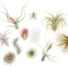 SALE - Premium Tillandsia Air Plant Grab Bag & Fertilizer Packet - Set Of 10, 20 Or 30 - 40% Off