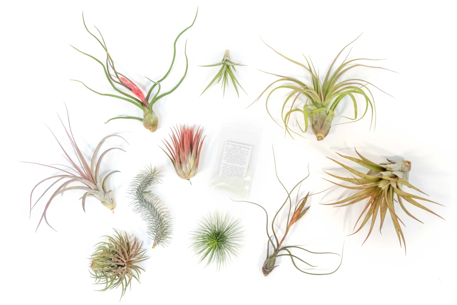 SALE - Premium Tillandsia Air Plant Grab Bag & Fertilizer Packet - Set Of 10, 20 Or 30 - 40% Off 1 SALE - Premium Tillandsia Air Plant Grab Bag & Fertilizer Packet - Set Of 10, 20 Or 30 - 40% Off