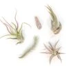 The Mayan Collection Of Tillandsia Air Plants