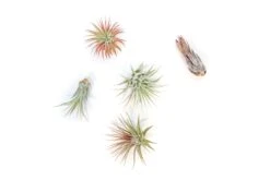SALE - Mini Tillandsia Ionantha Air Plant Pups - Sets Of 5, 10 Or 15 - 40% Off -Air Plant World Tillandsia Air Plant Variety Pack 12