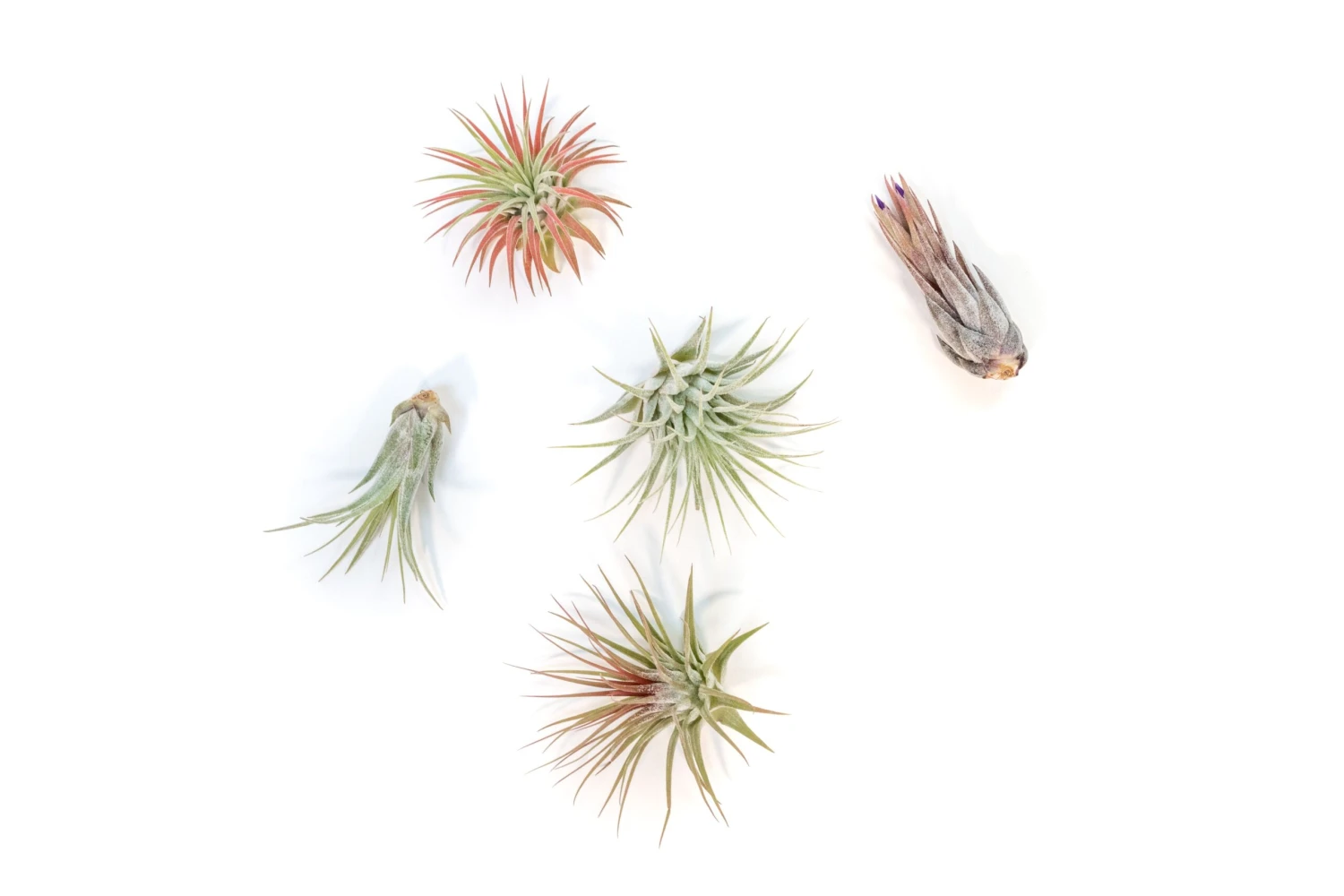 Tillandsia Ionantha Air Plant Variety 2 Tillandsia Ionantha Air Plant Variety - Image 2