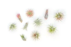 SALE - Mini Tillandsia Ionantha Air Plant Pups - Sets Of 5, 10 Or 15 - 40% Off -Air Plant World Tillandsia Air Plant Variety Pack 13