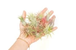 SALE - Mini Tillandsia Ionantha Air Plant Pups - Sets Of 5, 10 Or 15 - 40% Off -Air Plant World Tillandsia Air Plant Variety Pack 14