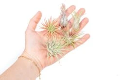 Set Of 5 Tillandsia Ionantha Air Plants
