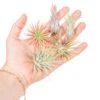SALE - Tillandsia Ionantha Air Plant Super Packs - Set Of 20, 30 Or 50 - 70% Off