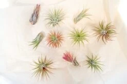 SALE - Mini Tillandsia Ionantha Air Plant Pups - Sets Of 5, 10 Or 15 - 40% Off -Air Plant World Tillandsia Air Plant Variety Pack 16