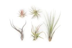 The Yucatan Collection Of Tillandsia Air Plants