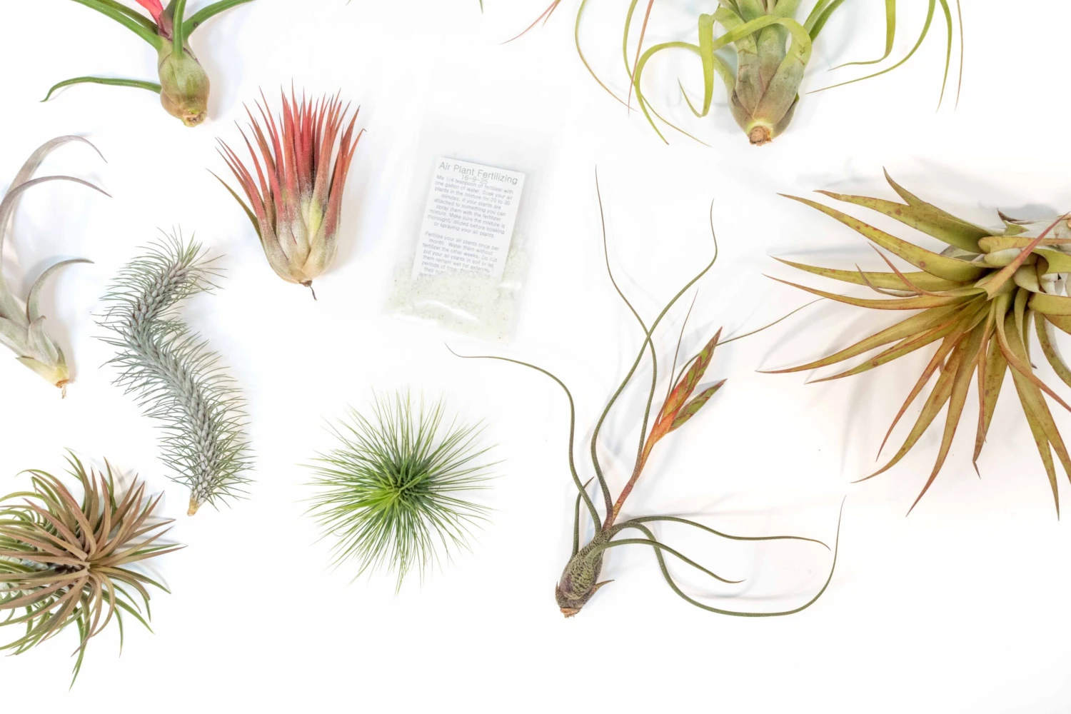 SALE - Premium Tillandsia Air Plant Grab Bag & Fertilizer Packet - Set Of 10, 20 Or 30 - 40% Off 2 SALE - Premium Tillandsia Air Plant Grab Bag & Fertilizer Packet - Set Of 10, 20 Or 30 - 40% Off - Image 2