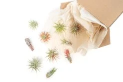 SALE - Tillandsia Ionantha Air Plant Super Packs - Set Of 20, 30 Or 50 - 70% Off -Air Plant World Tillandsia Air Plant Variety Pack 20 52731a0a 00c4 4d7e ae6c d05a0780badd