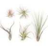 SALE - The Yucatan Collection Of Tillandsia Air Plants - Set Of 10 Or 20 - 50% Off