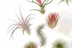 SALE - Premium Tillandsia Air Plant Grab Bag & Fertilizer Packet - Set Of 10, 20 Or 30 - 40% Off 5 SALE - Premium Tillandsia Air Plant Grab Bag & Fertilizer Packet - Set Of 10, 20 Or 30 - 40% Off -Air Plant World Tillandsia Air Plant Variety Pack 3 2