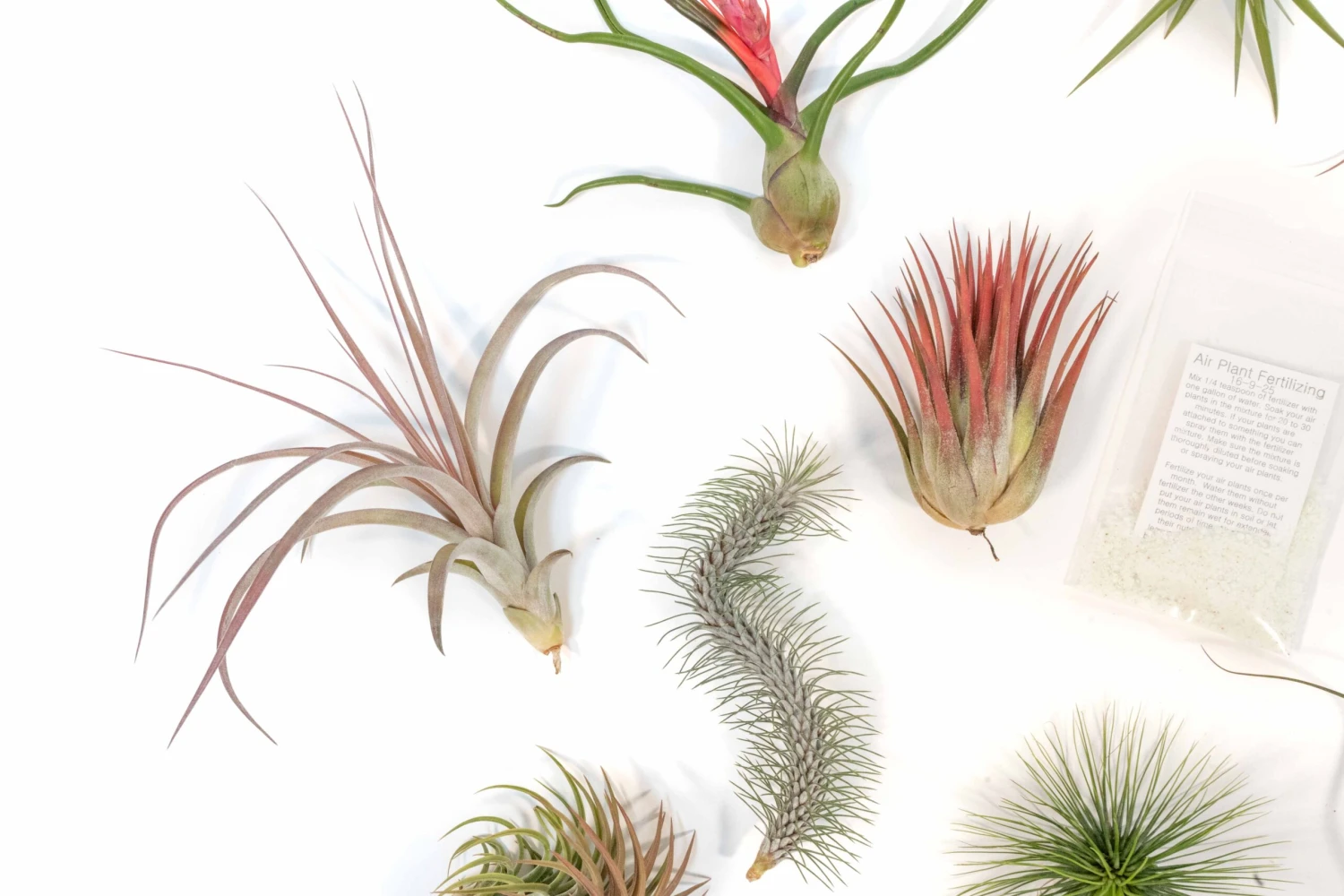 SALE - Premium Tillandsia Air Plant Grab Bag & Fertilizer Packet - Set Of 10, 20 Or 30 - 40% Off 3 SALE - Premium Tillandsia Air Plant Grab Bag & Fertilizer Packet - Set Of 10, 20 Or 30 - 40% Off - Image 3