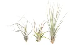 Long & Lovely Collection Of Tillandsia Air Plants