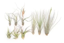 Long & Lovely Collection Of Tillandsia Air Plants -Air Plant World Tillandsia Air Plant Variety Pack 5