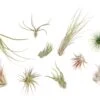Tillandsia Air Plant Grab Bag - 10 Small Plants