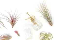 Tillandsia Air Plant Grab Bag Of 10 Small & Medium Plants, Fertilizer & Air Plant Mister -Air Plant World Tillandsia Air Plant Variety Pack 6 2