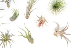 Tillandsia Air Plant Grab Bag - 10 Small Plants -Air Plant World Tillandsia Air Plant Variety Pack 7