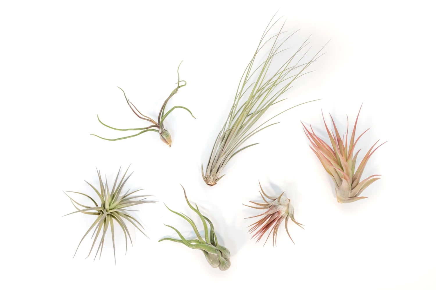 Tillandsia Air Plant Grab Bag - 6 Small Plants 1 Tillandsia Air Plant Grab Bag - 6 Small Plants