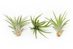 Tillandsia Velutina Air Plants -Air Plant World Tillandsia Air Plant Velutina 1 bf77f633 ddac 4d67 85da 92ac5c58c4ed