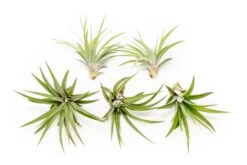 Tillandsia Velutina Air Plants -Air Plant World Tillandsia Air Plant Velutina 2 e8e1dce6 c784 4f7c 84f1 82970de2356d