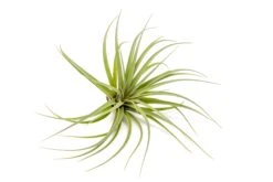 Tillandsia Vernicosa Air Plants -Air Plant World Tillandsia Air Plant Vernicosa 1