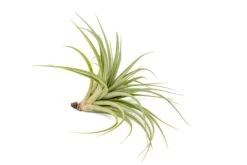 Tillandsia Vernicosa Air Plants -Air Plant World Tillandsia Air Plant Vernicosa 2