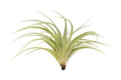 Tillandsia Vernicosa Air Plants -Air Plant World Tillandsia Air Plant Vernicosa 3