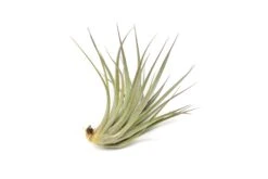 Tillandsia Vernicosa Air Plants -Air Plant World Tillandsia Air Plant Vernicosa 5