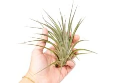 Tillandsia Vernicosa Air Plants -Air Plant World Tillandsia Air Plant Vernicosa 6