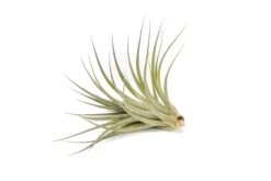 Tillandsia Vernicosa Air Plants -Air Plant World Tillandsia Air Plant Vernicosa 7