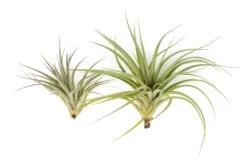 Tillandsia Vernicosa Air Plants