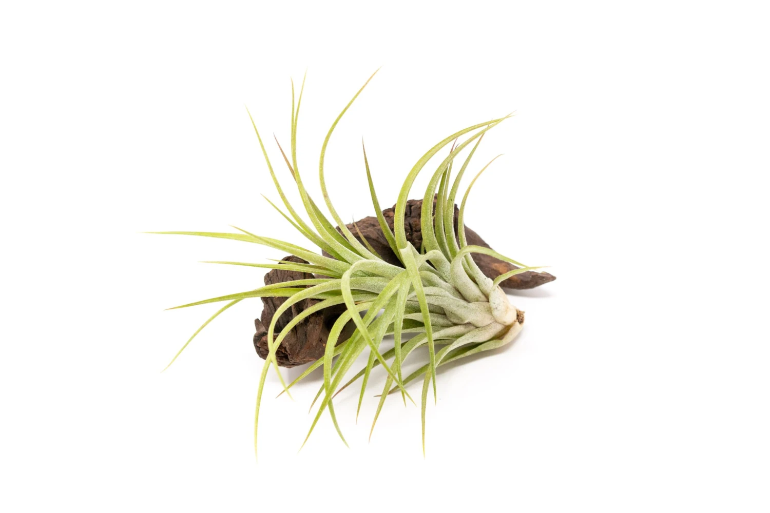 TIllandsia Ionantha Brachycaulos X Ionantha 'Victoriana' Air Plants 3 TIllandsia Ionantha Brachycaulos X Ionantha 'Victoriana' Air Plants - Image 3