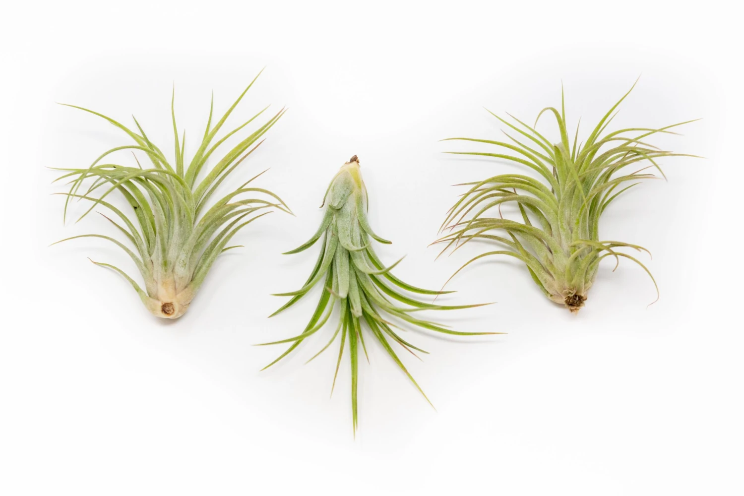 TIllandsia Ionantha Brachycaulos X Ionantha 'Victoriana' Air Plants 4 TIllandsia Ionantha Brachycaulos X Ionantha 'Victoriana' Air Plants - Image 4
