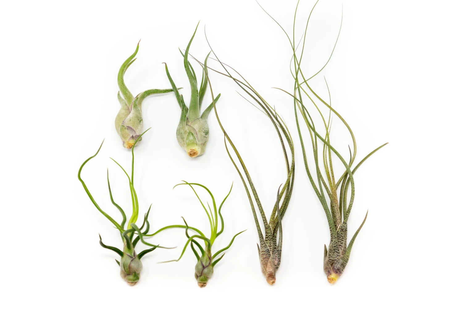 SALE - The Wild Things Collection Of Tillandsia Air Plants - Set Of 9 Or 18 Air - 70% Off 1 SALE - The Wild Things Collection Of Tillandsia Air Plants - Set Of 9 Or 18 Air - 70% Off