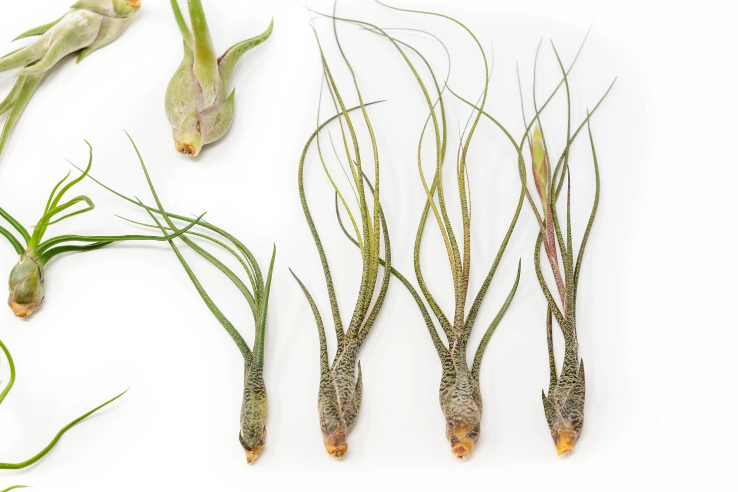 SALE - The Wild Things Collection Of Tillandsia Air Plants - Set Of 9 Or 18 Air - 70% Off 7 SALE - The Wild Things Collection Of Tillandsia Air Plants - Set Of 9 Or 18 Air - 70% Off - Image 7