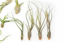 Set Of 3 Wild Things Tillandsia Air Plants -Air Plant World Tillandsia Air Plant Wild Ones Collection 5 98dfd556 63ce 4ed1 b2a9 cfb622d3fe2b