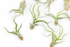 SALE - The Wild Things Collection Of Tillandsia Air Plants - Set Of 9 Or 18 Air - 70% Off 13 SALE - The Wild Things Collection Of Tillandsia Air Plants - Set Of 9 Or 18 Air - 70% Off -Air Plant World Tillandsia Air Plant Wild Ones Collection 6 ff52e048 6907 42e5 96c6 643e3416832f