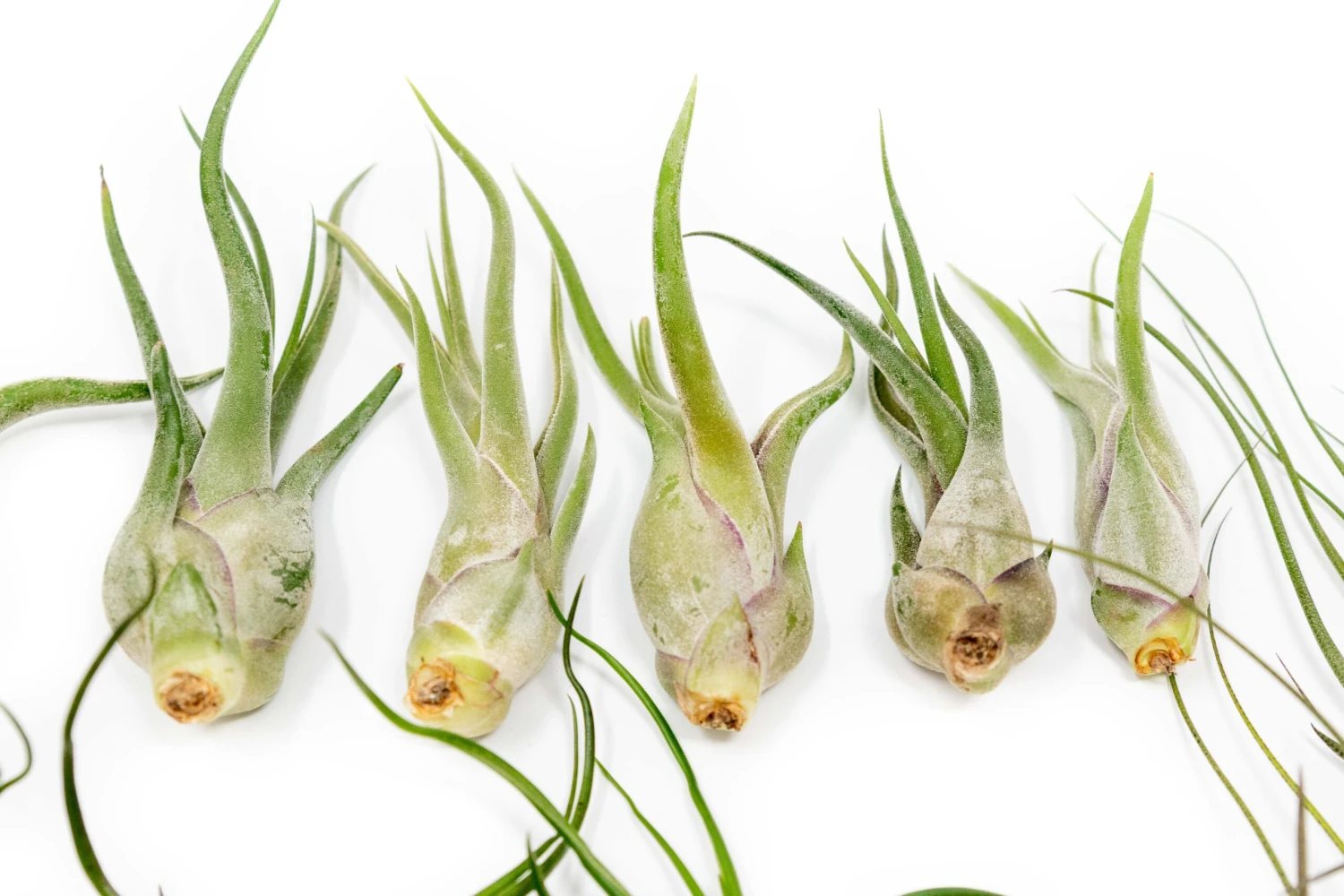 SALE - The Wild Things Collection Of Tillandsia Air Plants - Set Of 9 Or 18 Air - 70% Off 8 SALE - The Wild Things Collection Of Tillandsia Air Plants - Set Of 9 Or 18 Air - 70% Off - Image 8