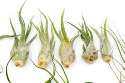 Set Of 3 Wild Things Tillandsia Air Plants -Air Plant World Tillandsia Air Plant Wild Ones Collection 8 3655903a 0857 4d94 8640 19e65ee2c520