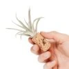 Magnetic Wine Cork With Tillandsia Assorted Air Plant