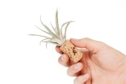 Magnetic Wine Corks With Assorted Tillandsia Air Plants - Set Of 3, 6 Or 9 -Air Plant World Tillandsia Air Plant Wine Cork Supply 2 2bc8da07 95e7 4c25 9841 63955befe1ca