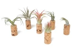 Magnetic Wine Corks With Assorted Tillandsia Air Plants - Set Of 1, 3 Or 5 -Air Plant World Tillandsia Air Plant Wine Cork Supply 3 354864ff 99a2 4f7d 8958 67b638eb0de1