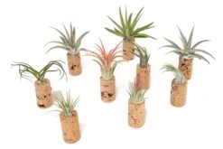 Magnetic Wine Corks With Assorted Tillandsia Air Plants - Set Of 1, 3 Or 5 -Air Plant World Tillandsia Air Plant Wine Cork Supply 4 290af68f e56a 47a3 9bb1 648aeffa9c1d