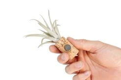 Magnetic Wine Corks With Assorted Tillandsia Air Plants - Set Of 1, 3 Or 5 -Air Plant World Tillandsia Air Plant Wine Cork Supply 5 1e402fa5 9b30 4dfe 97f1 fa3f2985e98b