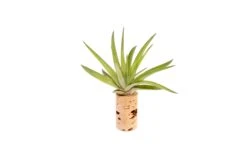 Magnetic Wine Cork With Tillandsia Assorted Air Plant -Air Plant World Tillandsia Air Plant Wine Cork Supply 7